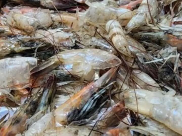Mengubah Limbah Udang Jadi Karbon Aktif Penangkap CO₂ untuk Klimatologi
