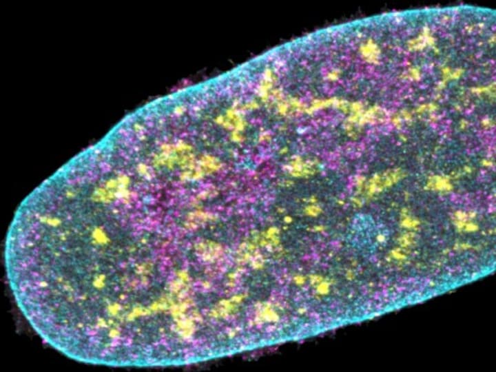 Alat ‘fenomenal’ ini mengurutkan DNA dan melacak protein — tanpa membuka sel.
