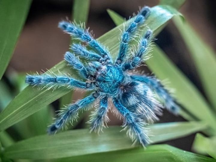 Seorang Ahli Biologi Menyoroti 4 Tarantula Menawan yang Mendapatkan Harga Tinggi di Pasar Hewan Peliharaan yang Tidak Terkendali