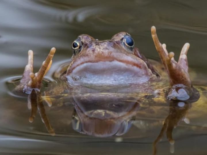 Orang Rusia Pernah Mencelupkan Katak Ini ke Dalam Stoples Susu Mereka—Inilah Alasannya