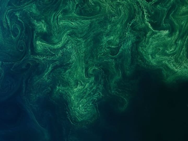 Dari lumut kolam menjadi perawatan kulit premium? Deep Blue Biotech sepenuhnya berkomitmen pada alga biru-hijau untuk membuat bahan kimia yang lebih baik.