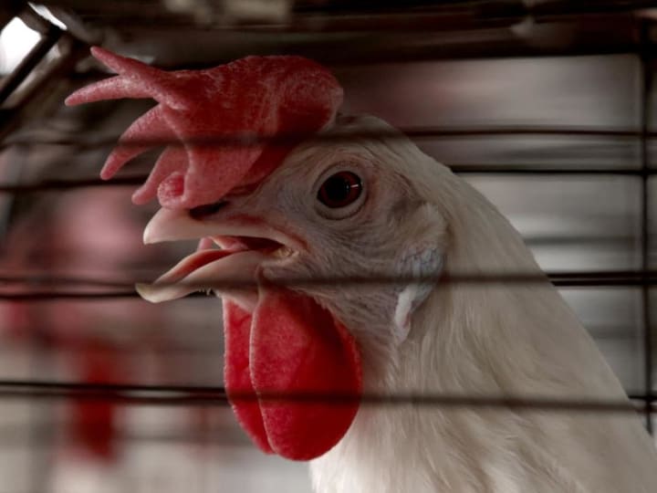 Seberapa Besar Risiko Flu Burung? Studi Meningkatkan Kekhawatiran untuk Manusia