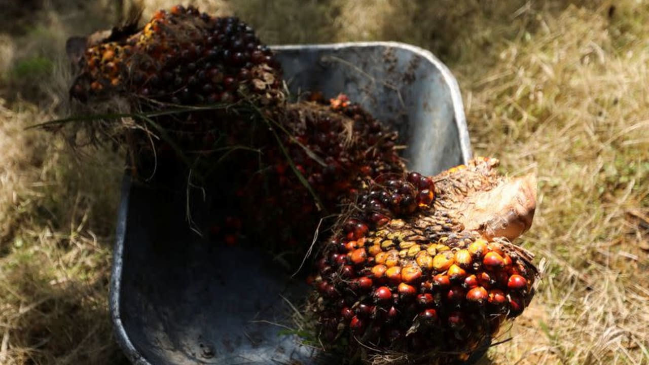 Eksklusif - Hujan lebat akan mempengaruhi pengeluaran minyak sawit Malaysia lagi pada bulan Disember, kata MPOB.