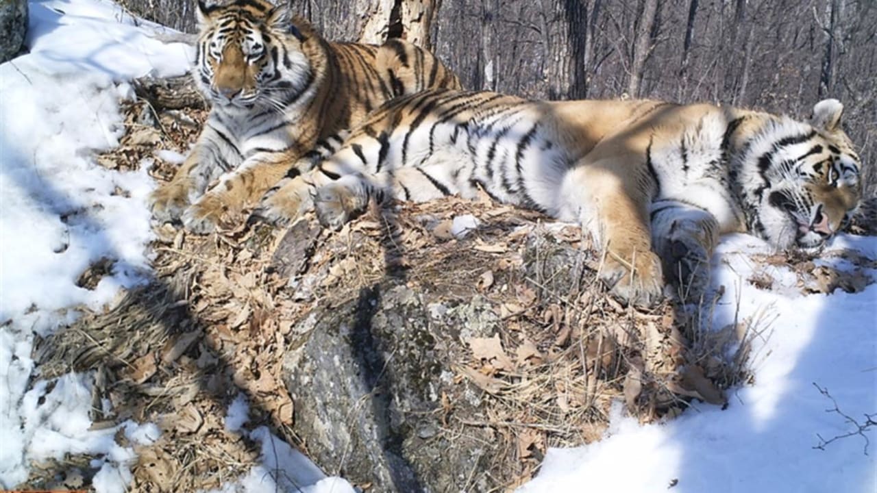 Harimau Siberia melakukan perjalanan sejauh 199.56 km (124 mil) melintasi Rusia untuk bertemu kembali dengan pacarnya.
