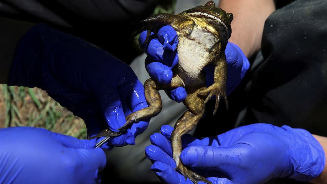 Katak raksasa 'fosil hidup' Chili menghadapi ancaman dari perubahan iklim dan manusia.