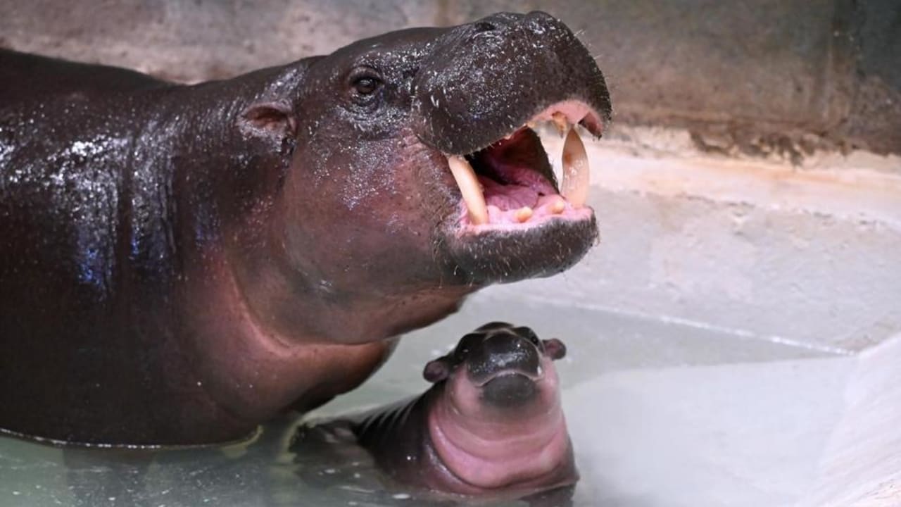 Bayi Selebriti Baru, Hippo Pygmy, Mendapatkan Nama yang Berbunga-bunga
