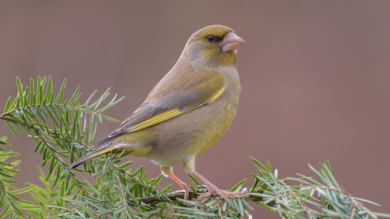 Cara Melindungi Pemberi Makan Burung Liar dari Penyakit