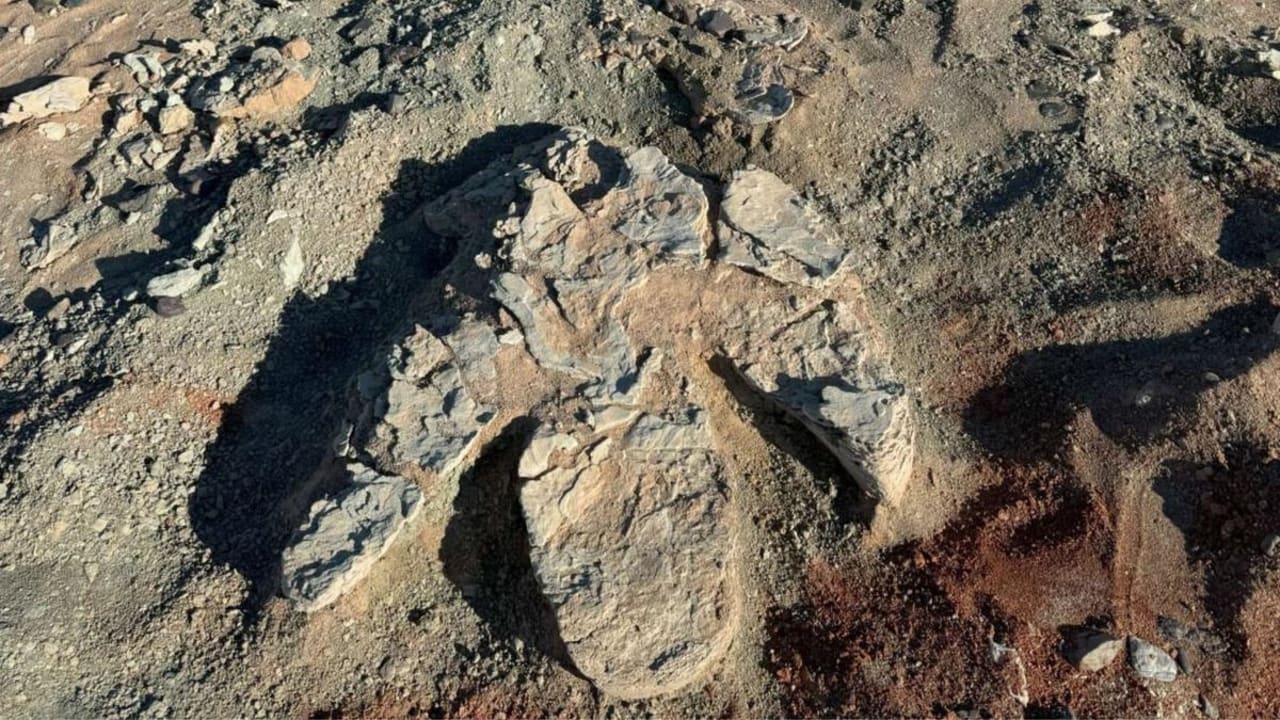 Lebih besar dari T-rex? Jejak kaki dinosaurus berparuh bebek terbesar yang pernah ditemukan di Mongolia.