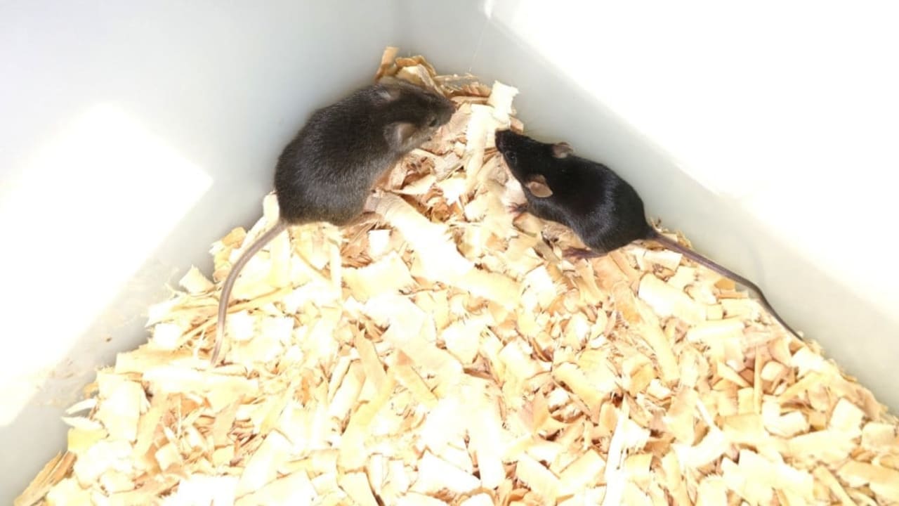 Ilmuwan Cina menciptakan tikus dengan 2 ayah menggunakan rekayasa sel punca.