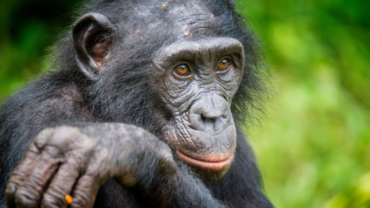 Bonobo dapat mengenali orang bodoh: Kera dapat mengetahui ketika manusia bertindak bodoh, kata sebuah studi.
