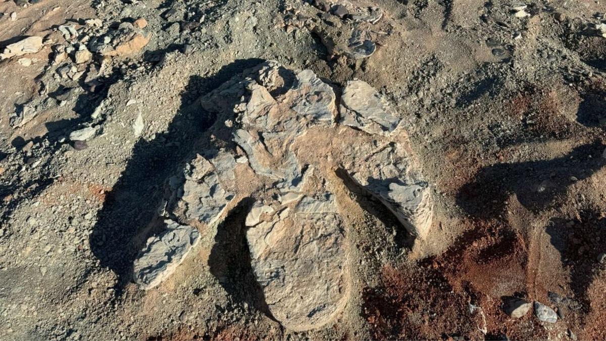Jejak Raksasa Dinosaurus di Mongolia Ungkap Hadrosaurid Lebih Besar dari T-Rex
