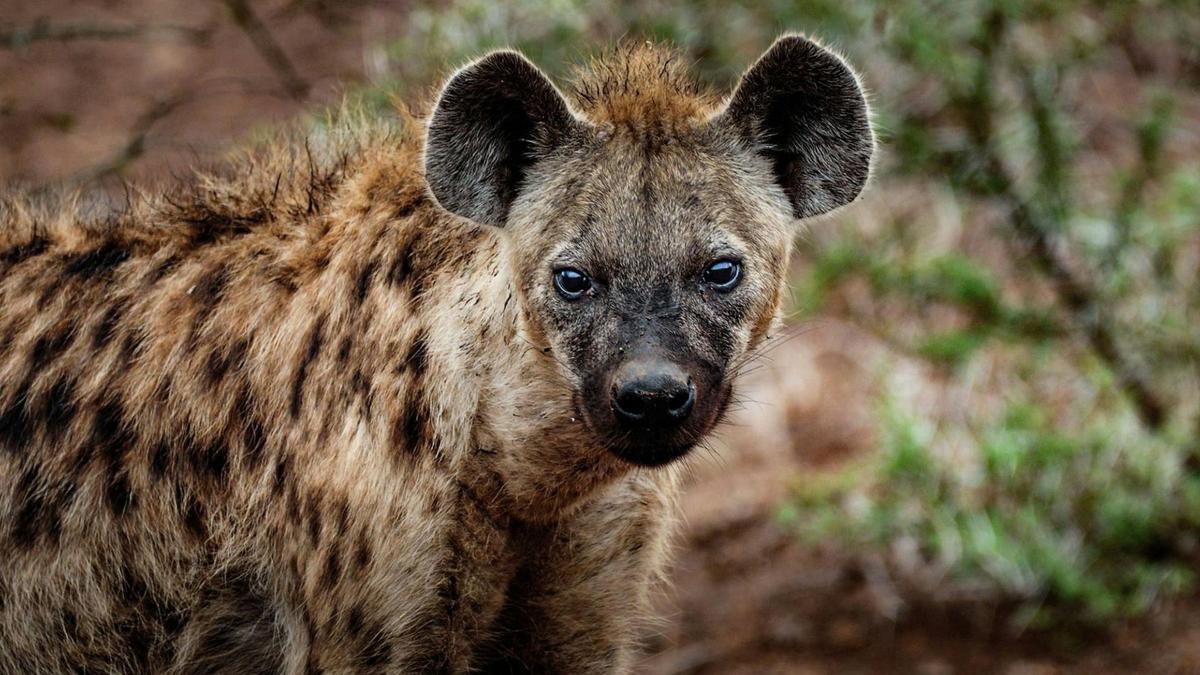Penemuan Hyena Bertabur di Mesir Setelah 5.000 Tahun, Dampak Perubahan Iklim Terungkap