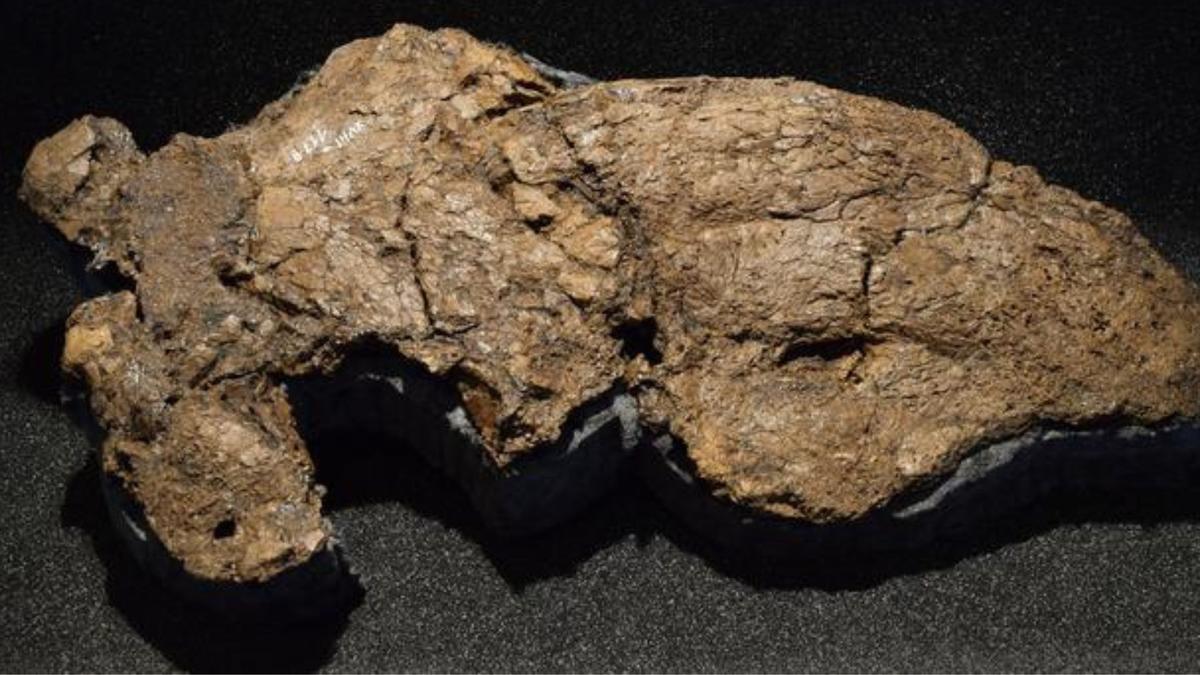 Penemuan Kembali Tengkorak Burung Raksasa Diatryma dalam Koleksi Museum Jerman