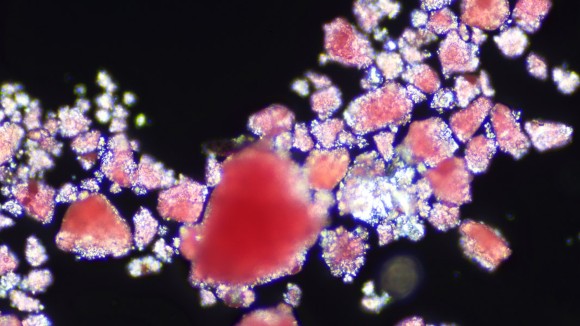 Microplastik Dalam Otak Tikus: Ancaman Baru yang Perlu Diwaspadai