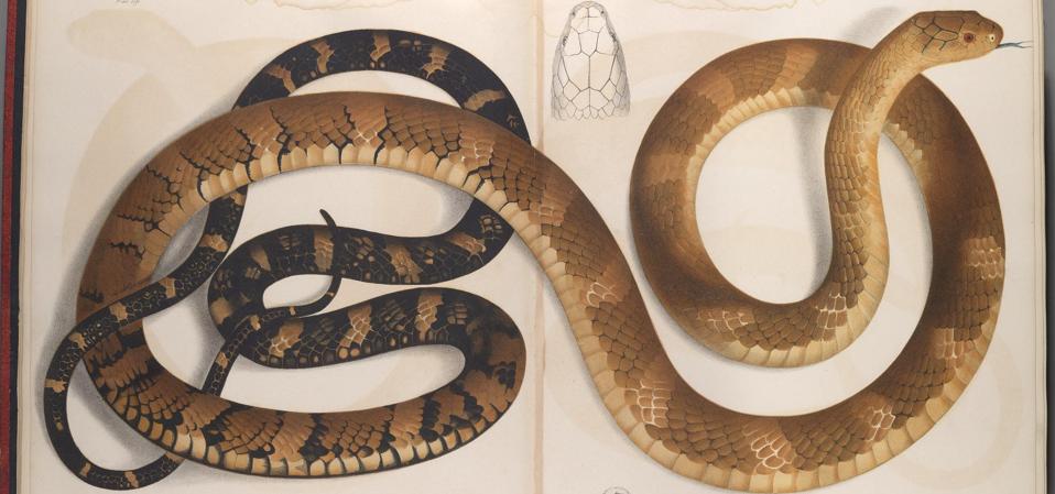 Reklasifikasi King Cobra: Ular Berbisa Terpanjang Kini Jadi Empat Spesies