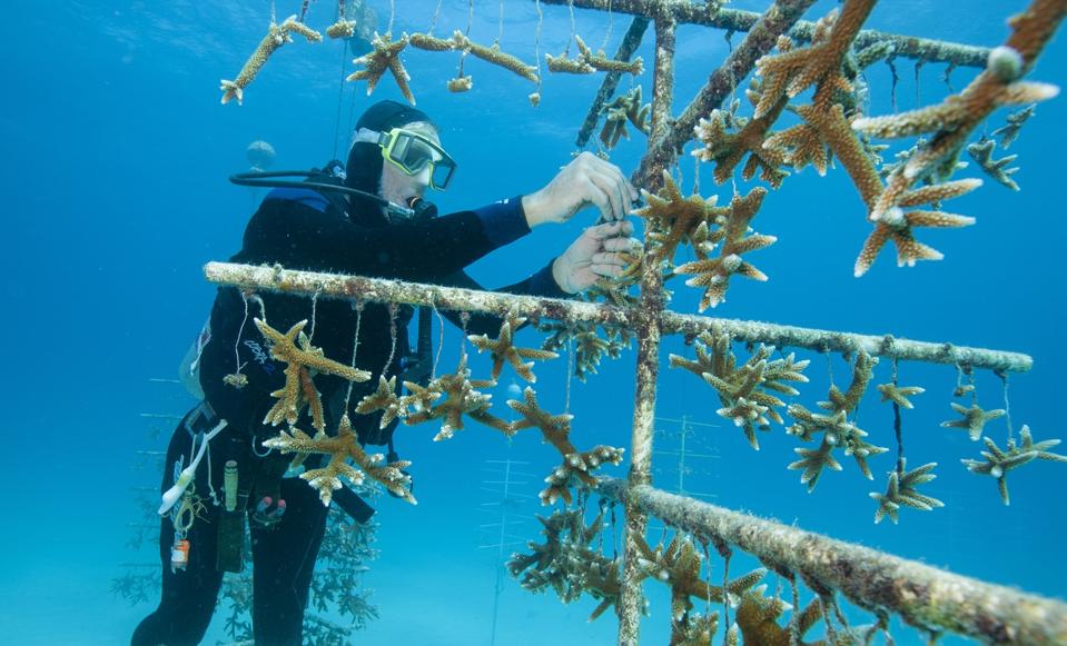 Restorasi Terumbu Karang Florida dan Puerto Rico Bisa Tangkal Banjir dan Selamatkan Jutaan Dollar