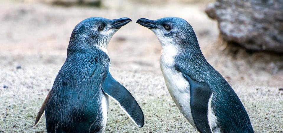 Perceraian Penguin Kecil: Adaptasi Bertahan Hidup versus Kesehatan Koloni