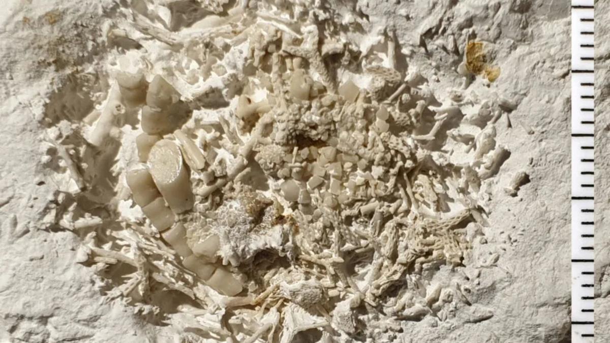 Penemuan Fosil Muntah 66 Juta Tahun Ungkap Rantai Makanan Laut Purba