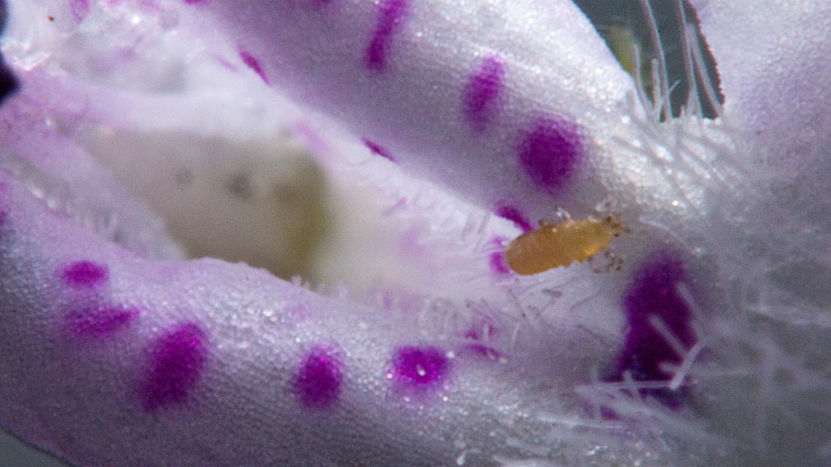 Tungau Bunga Gunakan Listrik Statis untuk Menumpang Burung Kolibri dengan Presisi