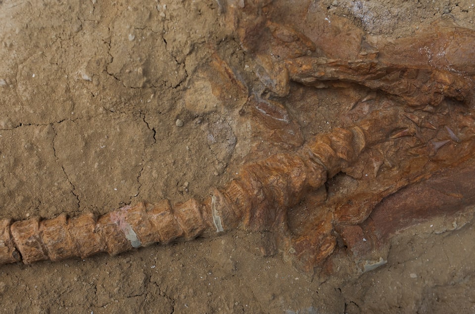 Fosil Hiu Kerabat Hiu Putih Berusia 9 Juta Tahun Ditemukan di Peru