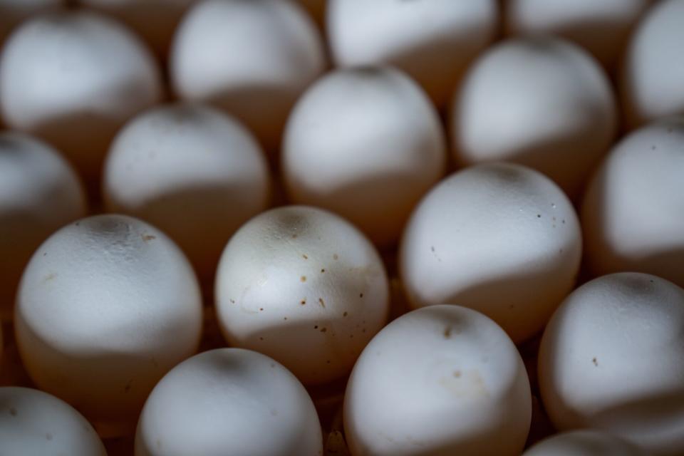 Mantiqueira Brasil Rencanakan Merger Masuk Pasar Telur Bebas Kandang AS