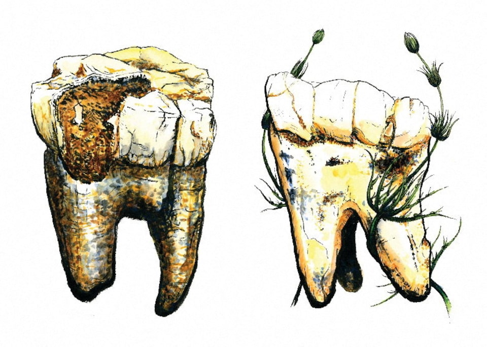 Penelitian Baru: Australopithecus Mengandalkan Makanan Tumbuhan, Sedikit Daging