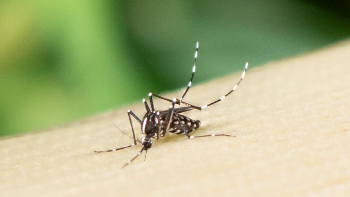 Virus Zika Manipulasi Kulit Manusia Jadi Magnet Nyamuk Penyebar Penyakit