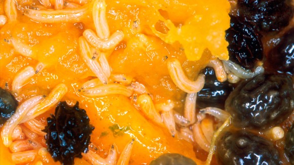 Neuron Lalat Buah Mendeteksi Rasa dan Tekstur untuk Pilihan Makanan Optimal