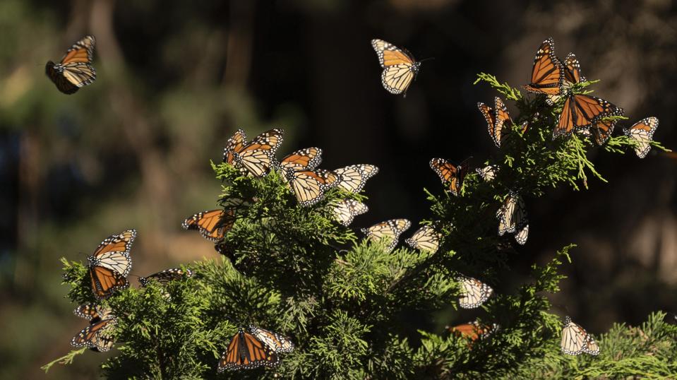 Upaya Melindungi Kupu-Kupu Monarch yang Terancam Punah di California