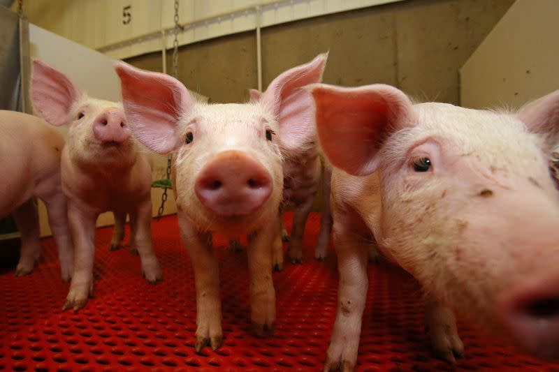 Petani Kanada Cari Pasar Baru Hadapi Ancaman Tarif Amerika Serikat