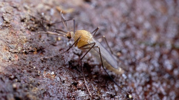 Asal Usul Nyamuk London Underground Ternyata Ribuan Tahun Lalu di Timur Tengah