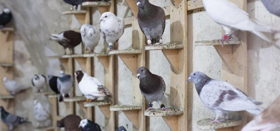 Sejarah Menarik Merpati Pos: Dari Olimpiade Kuno Hingga Komunikasi Modern