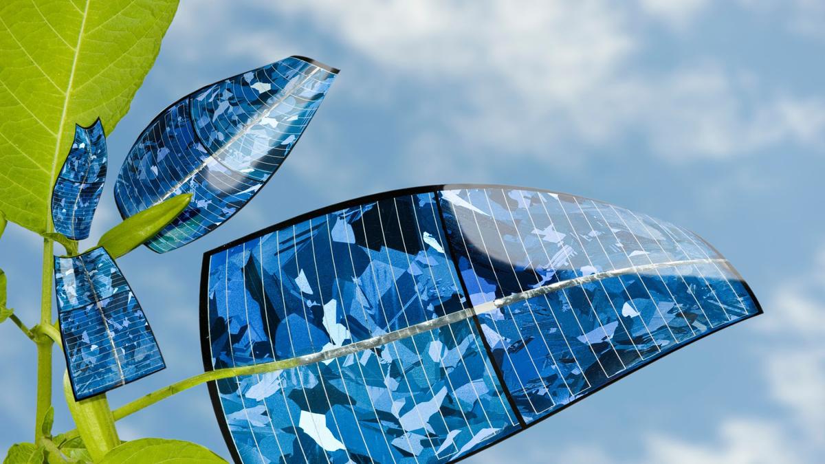 Membedah Rahasia Kuantum Fotosintesis untuk Energi Bersih Super Efisien