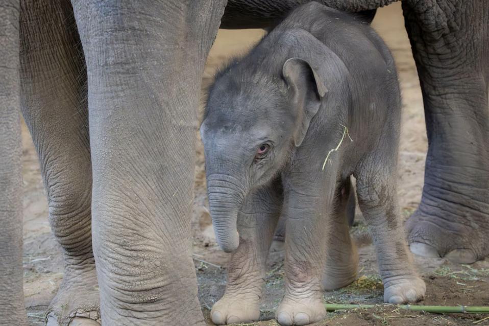 Kelahiran Bayi Gajah Asia di Kebun Binatang Oregon Jadi Harapan Baru Konservasi
