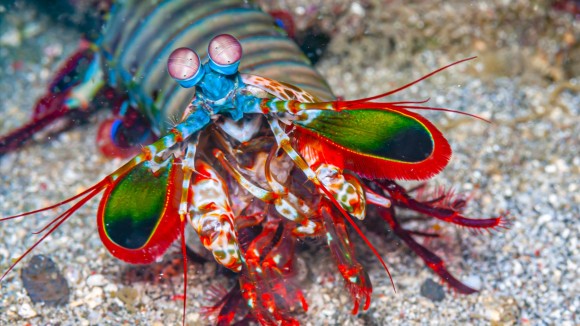 Rahasia Dactyl Club Mantis Shrimp: Pukulan Kuat Tanpa Merusak Tubuh