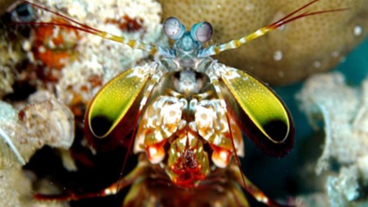 Rahasia Mantel Perisai Mantis Shrimp dalam Menahan Pukulan Seperti Peluru