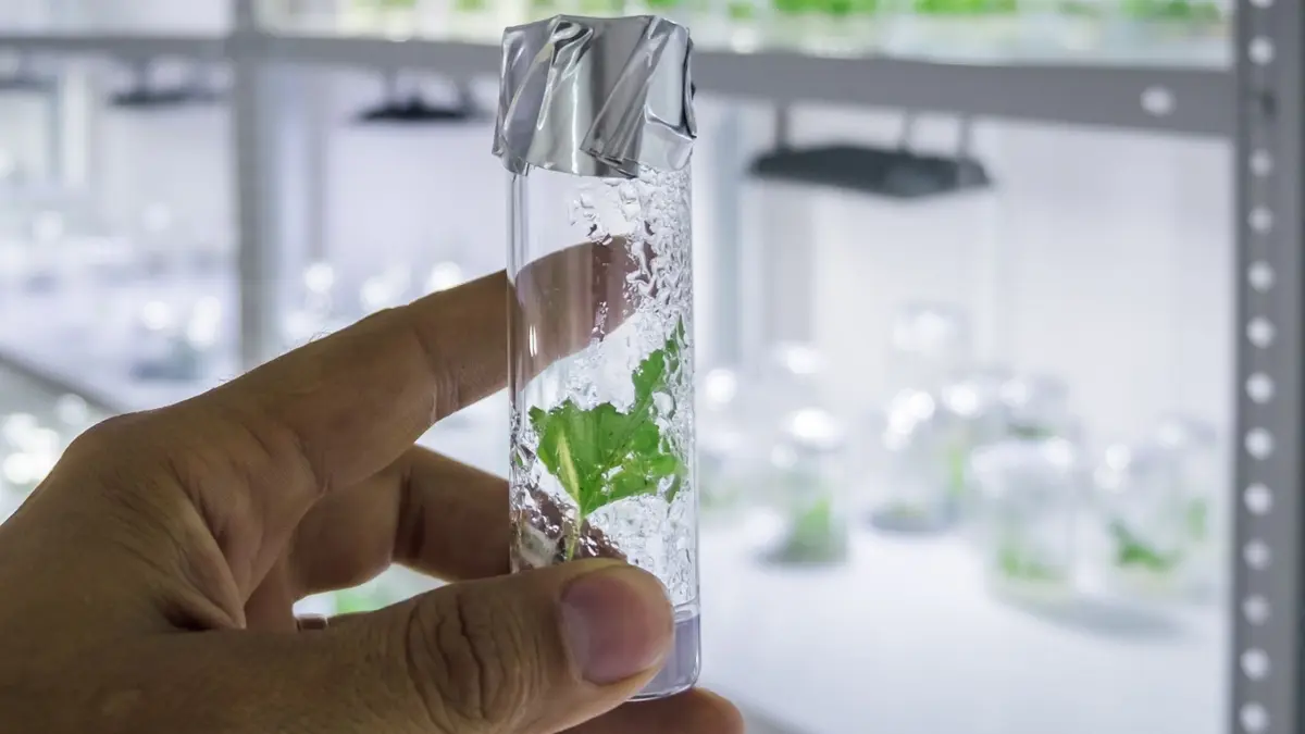 Daun Buatan Melacak Matahari untuk Produksi Energi dan Hidrogen Efisien