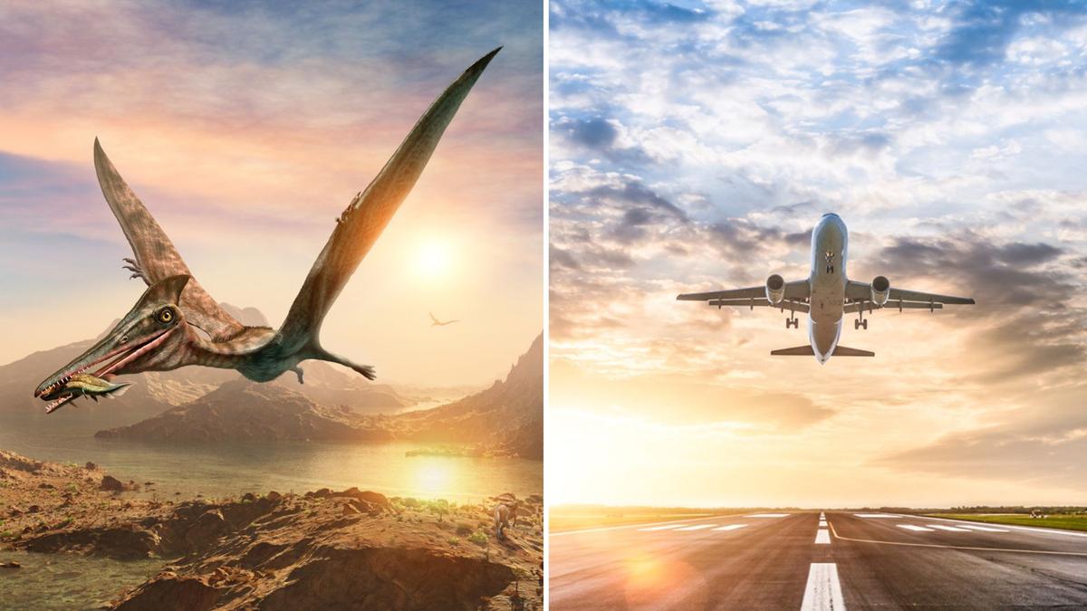 Struktur Tulang Pterosaurus Bisa Jadi Rahasia Material Pesawat Masa Depan