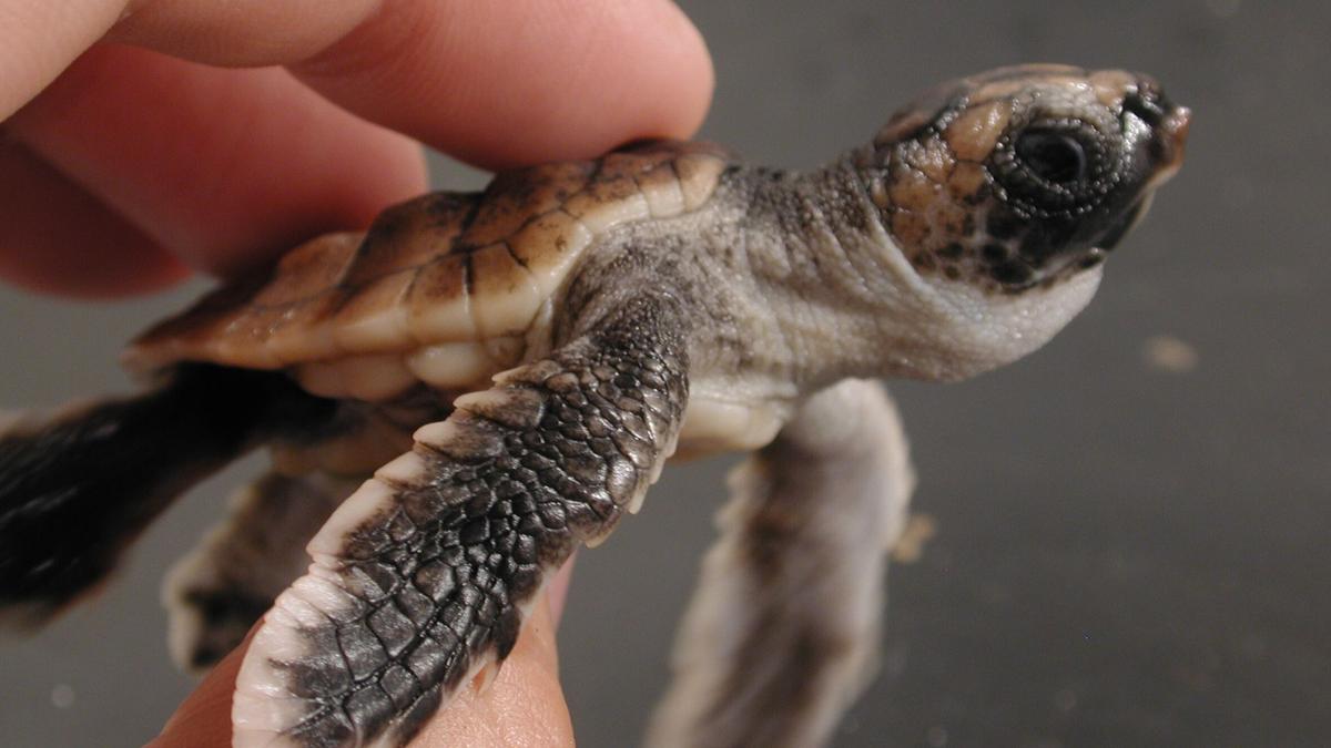 Bagaimana Penyu Tempayan Menggunakan Medan Magnet Sebagai GPS Rahasia Laut