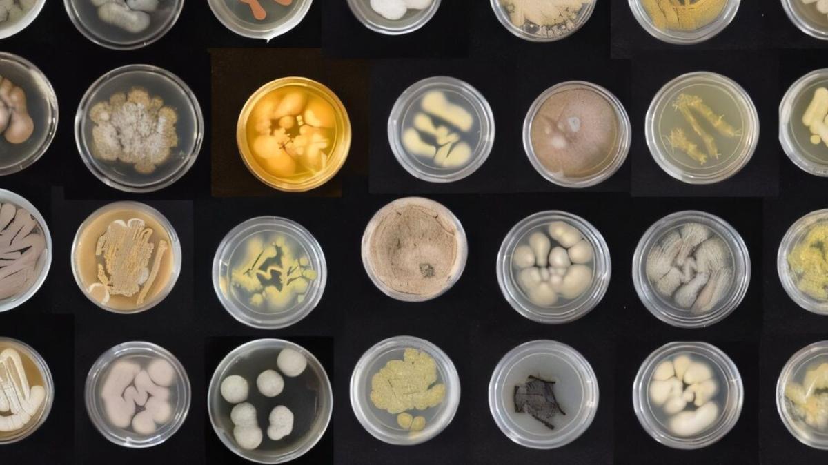 Jamur Laut Hawaii: Solusi Baru Mengurai Plastik di Lautan