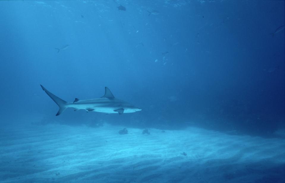 Penurunan Drastis Gigitan Hiu 2024 dan Dampaknya pada Keselamatan Laut