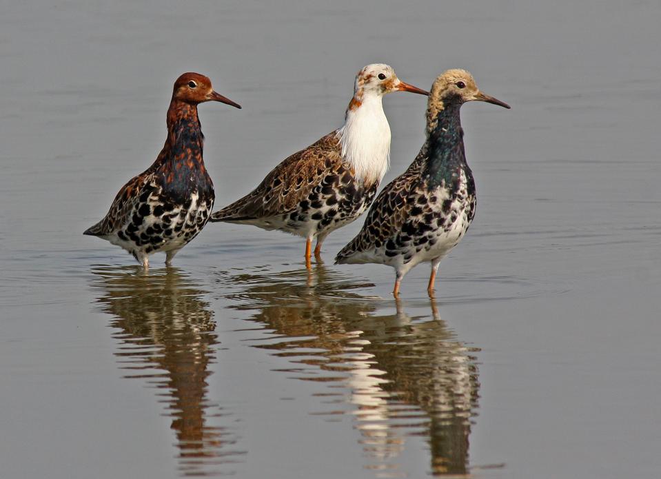 Satu Gen Tentukan Perilaku dan Penampilan Jantan Berbeda Pada Burung Ruffs