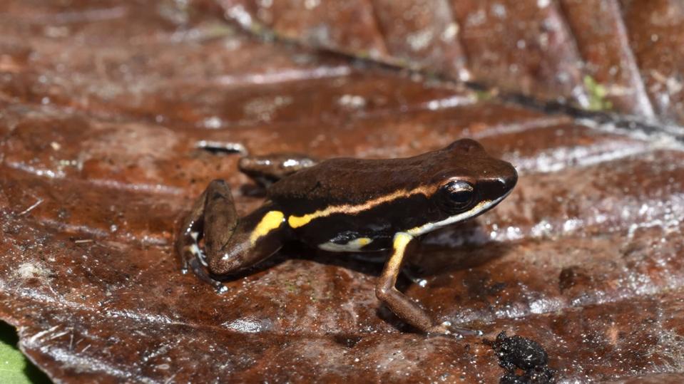 Penemuan Katak Racun Baru yang Menunjukkan Evolusi Warna Peringatan Cerah