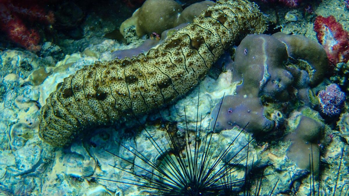 Solusi Inovatif Aquavoltaics: Panel Surya Tingkatkan Budidaya Teripang di China