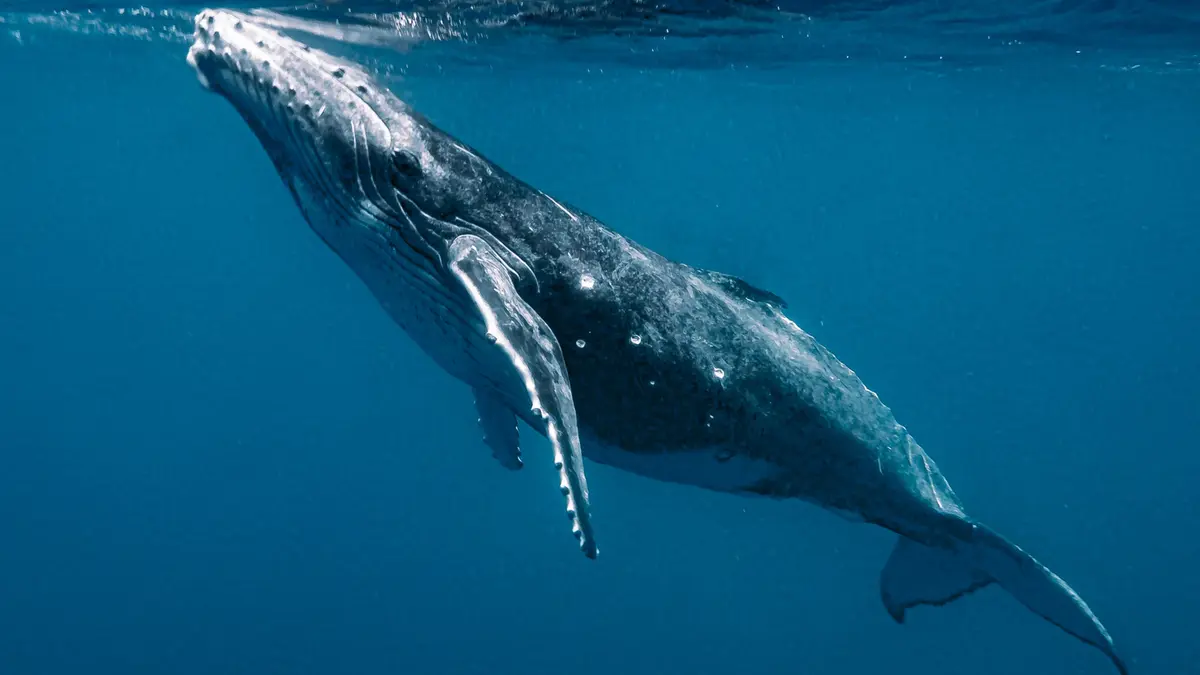 Paus Bungkuk Hampir Menelan Kayaker di Chile, Tapi Lepaskan Tanpa Cedera