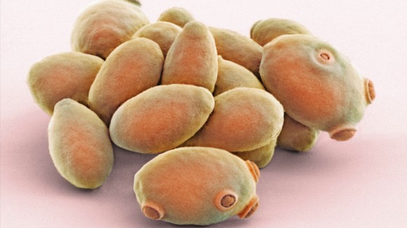 Evo-2: Model AI Terbesar untuk Membaca dan Menulis Genom Kompleks Dunia