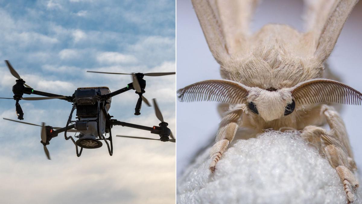 Drone Bio-Hibrida Integrasi Antena Ngengat untuk Navigasi dan Pelacakan Bau