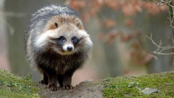 Jejak Raccoon Dog: Siapakah Hewan Asal Virus COVID-19 dari Pasar Wuhan?