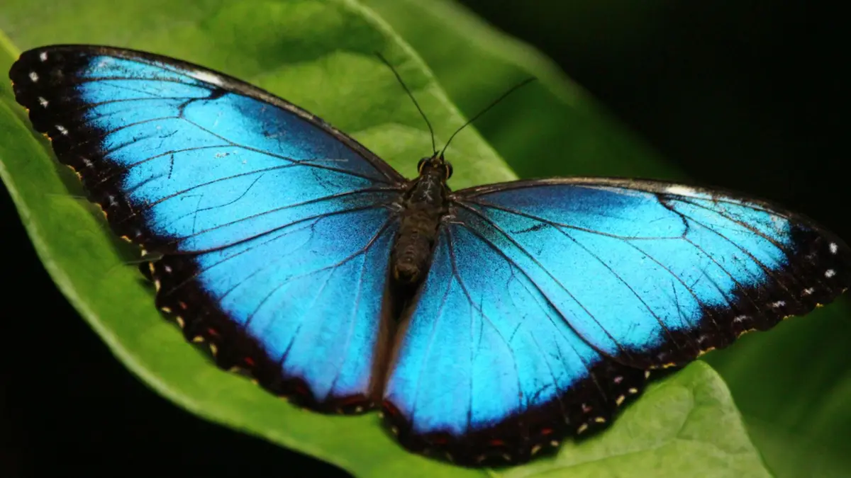 Sayap Kupu-Kupu Morpho Bantu Diagnosa Kanker Lebih Cepat tanpa Pewarnaan