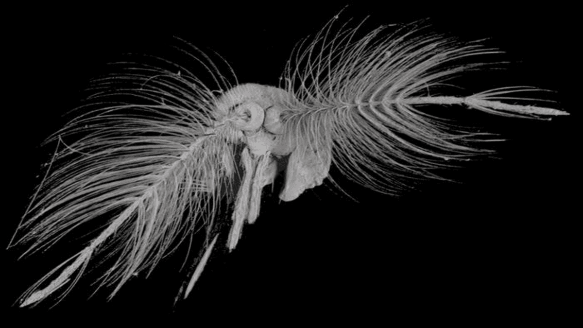 Antena Nyamuk: Kunci Inovasi Sensor Deteksi Bencana Alam Masa Depan